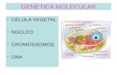 GENÉTICA MOLECULAR -CÉLULA VEGETAL -NÚCLEO -CROMOSSOMOS -DNA.