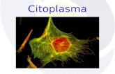 Citoplasma. Células procarióticas Células eucarióticas Espaço entre membrana plasmática e envoltório nuclear Preenchido pelo hialoplasma ou citosol Possui.