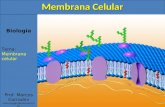 Biologia Tema: Membrana celular Prof. Marcos Corradini marcosgdr@hotmail.com Membrana Celular.