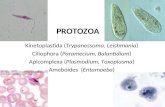 PROTOZOA Kinetoplastida (Trypanossoma, Leishmania) Ciliophora (Paramecium, Balantidium) Apicomplexa (Plasmodium, Toxoplasma) Amebóides (Entamoeba)