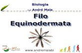 Www.andremaiabio.co m.br Biologia Profº André Maia Biologia Filo Equinodermata.