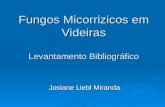 Fungos Micorrizicos em Videiras Levantamento Bibliográfico Josiane Liebl Miranda.