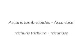 Ascaris lumbricoides - Ascaríase Trichuris trichiura - Tricuríase.
