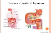 Sistema digestório humano Víctor Pessoa. Adaptações para a alimentação Organismos autótrofos : possuem a capacidade em produzir o próprio alimento. Organismos.