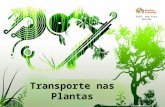 Transporte nas Plantas Prof. Ana Rita Rainho. Transporte nas plantas Seiva bruta: água e sais minerais – Conduzida da raiz ate às folhas pelo xilema Seiva.