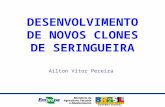 DESENVOLVIMENTO DE NOVOS CLONES DE SERINGUEIRA Ailton Vitor Pereira.