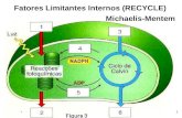 1 Fatores Limitantes Internos (RECYCLE) Michaelis-Mentem.