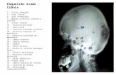 Esqueleto Axial - Crânio 2 – Crista etmoidal 5 – Seio frontal 6 – Seio esfenoidal 7 – Meatos acústicos interno e externo 9 – Sutura coronal 14 – Processo.