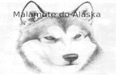 Malamute do Alaska As quatro raças de cães nórdicos são: Alaskan Malamutes, Samoyedos, Siberian Huskies e os Cães Esquimós, apesar destes últimos não.