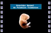 Gravidez Normal do Primeiro Trimestre. Aspectos Embriológicos do Primeiro Trimestre 4sem e 3dias a 13sem e 6dias.