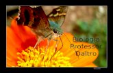 Biologia Professor Daltro. Fisiologia Humana Os sistemas fisiológicos e suas funções.