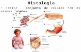 Histologia Tecido – conjunto de células com as mesmas funções.