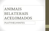 ANIMAIS BILATERAIS ACELOMADOS PLATYHELMINTES. Platelmintos – Características Gerais Animais mais simples de simetria bilateral Acelomados – não possuem.