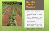 Quinta das 6 Marias São seis hectares trabalhados por seis mulheres, todas de nome Maria. São plantadas 83 variedades de hortícolas, além de árvores de.