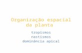 Organização espacial da planta tropismos nastismos dominância apical.