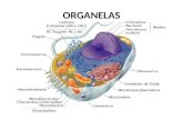 ORGANELAS. Ribossomos Organela não-membranosa (proteínas e RNAr) Universal (encontrada em todas as células) Síntese protéica Forma polirribossomos.