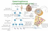 Gametogênese (espermatogênese) Células germinativas (2n) Período germinativo Período de crescimento Período de maturação Período de diferenciação (Espermiogênese)