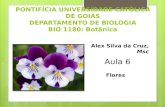 PONTIFÍCIA UNIVERSIDADE CATÓLICA DE GOIÁS DEPARTAMENTO DE BIOLOGIA BIO 1180: Botânica Alex Silva da Cruz, Msc Flores.