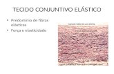 TECIDO CONJUNTIVO ELÁSTICO Predomínio de fibras elásticas Força e elasticidade.