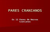 PARES CRANIANOS Os 12 Pares de Nervos Cranianos. NERVOS CRANIANOS Nervos cranianos são os que fazem conexão com o encéfalo. Os 12 pares de nervos cranianos.