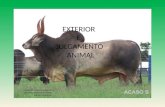 EXTERIOR E JULGAMENTO ANIMAL DOCENTE: MARCOS CHIQUITELLI DISCENTE: FERNANDA GARCIA RAFAEL HENRIQUE.