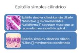 Epitélio simples cilíndrico Epitélio simples cilíndrico não ciliado Absortivo  microvilosidades Caliciforme  secretam muco que se acumulam na superfície.
