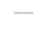 Toxoplasmose Slide 93