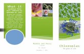 Chloroplast Brochure