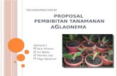 Proposal Technopreneur Pembibitan Aglaonema