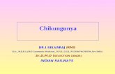 Chikungunya DR.I.SELVARAJ IRMS B.Sc., M.B.B.S.,(M.D Community Medicine)., D.P.H., D.I.H., PGCH&FW(NIHFW,New Delhi) Sr.D.M.O ( SELECTION GRADE) INDIAN RAILWAYS.