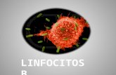 Linfocitos b - Mc