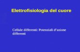 Elettrofisiologia del cuore Cellule differenti: Potenziali dazione differenti.