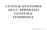 2008 Anatomia Genitale F1 CENNI di ANATOMIA DELLAPPARATO GENITALE FEMMINILE.