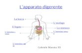 Lapparato digerente La bocca Lesofago Lo stomaco Lintestino tenue Il fegato Lintestino crasso Lintestino retto Gabriele Marotta 3D.