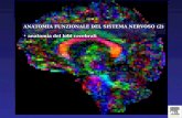 ANATOMIA FUNZIONALE DEL SISTEMA NERVOSO (2) anatomia del lobi cerebrali.