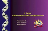 Il DNA: dalla scoperta alla manipolazione Presentazione di: Enrica Rondolotto Mario Lombardo.