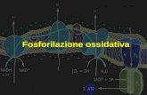 Fosforilazione ossidativa. Fosforilazione ossidativa Fosforilazione ossidativa Processo attraverso il quale gli elettroni contenuti nel NADH e FADH 2.