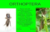 ORTHOPTERA Regno: Animalia Sottoregno: Eumetazoa Ramo:Bilateria Phylum: Arthropoda Subphylum: Tracheata Superclasse: Hexapoda Classe: Insecta Sottoclasse: