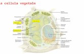 La cellula vegetale Cloroplasti Parete Vacuolo. Il vacuolo Mais Organulo delimitato da una membrana semipermeabile (= Tonoplasto) e contenente un succo.