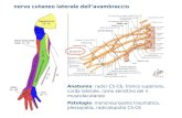Nervo cutaneo laterale dellavambraccio Anatomia: radici C5-C6, tronco superiore, corda laterale, ramo sensitivo del n. muscolocutaneo Patologia: mononeuropatia.