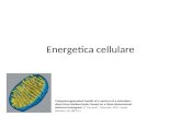Energetica cellulare. Energia libera e mitocondri.