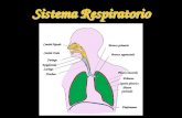 Sistema Respiratorio Cavità Nasale Cavità Orale Laringe Bronco primario Epiglottide Trachea Diaframma Pleura viscerale Polmone Pleuraparietale Bronco segmentale.