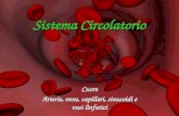 Sistema Circolatorio Cuore Arterie, vene, capillari, sinusoidi e vasi linfatici.