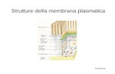 Strutture della membrana plasmatica 6 lezione. Le giunzioni cellulari Per funzionare in maniera integrata i diversi tipi cellulari hanno speciali giunzioni.