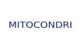 MITOCONDRI. Mitocondri Generazione di energia metabolica MITOCONDRI: generano energia dalla demolizione di lipidi, carboidrati e aminoacidi CLOROPLASTI:
