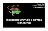 Alessia Stell Adriana Maggi Lab 2 Dicembre 2010 Ingegneria animale e animali transgenici.