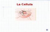 La Cellula. La cellula è la più semplice struttura di un sistema biologico Tutti gli organismi viventi animali e vegetali sono costituiti da cellule.
