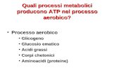 Quali processi metabolici producono ATP nel processo aerobico? Processo aerobicoProcesso aerobico GlicogenoGlicogeno Glucosio ematicoGlucosio ematico Acidi.