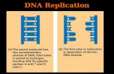 DNA Replication. DNA Replication II Replicazione e ricombinazione del DNA La replicazione semiconservativa Tre modelli proposti per la replicazione del.