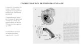 I muscoli, le vertebre, le coste, i tendini, i vasi originano da progenitori presenti nel mesoderma parassiale Il mesoderma si forma per lazione di fattori.